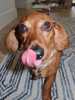 pet sitting