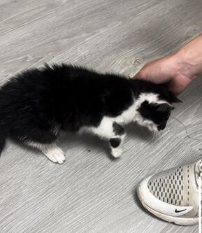 Cat Sitter