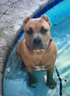 dog boarding pool