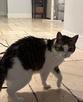 cat sitting